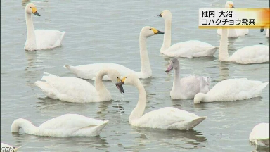 北海道稚内市 大沼に今年もコハクチョウが来た