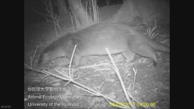 対馬で見つかったカワウソは「韓国から海を流れてきた」