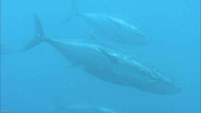 大西洋や地中海のクロマグロが少しずつ増えている