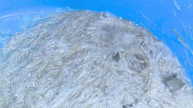 神奈川県 台風で網などが壊れてシラスの漁ができない