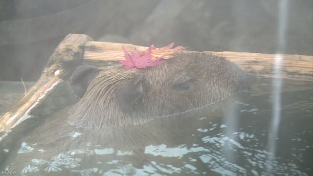 栃木県の動物園のカピバラ もみじが入ったお風呂に入る
