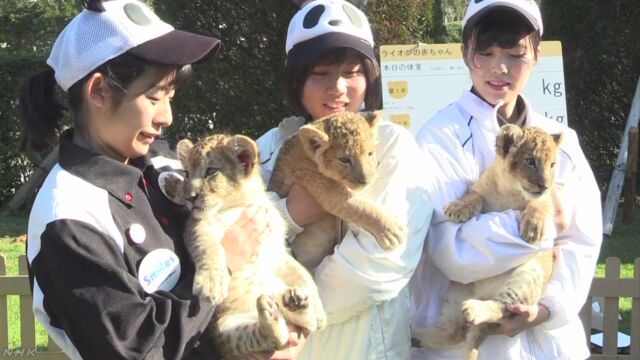 和歌山県の動物園 3匹のライオンの赤ちゃんが大きくなる