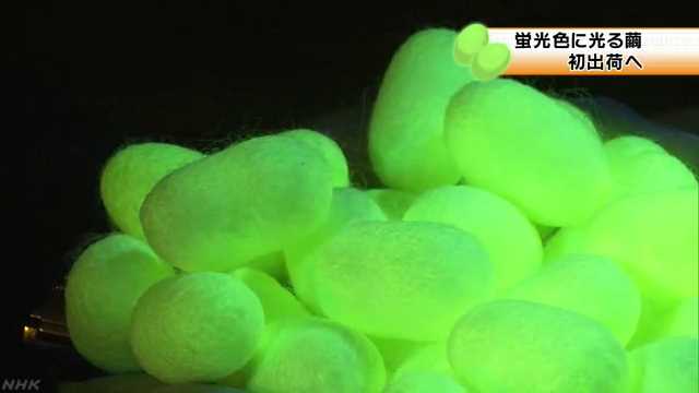群馬県 緑色に光る「蛍光シルク」の繭を農家が育てる