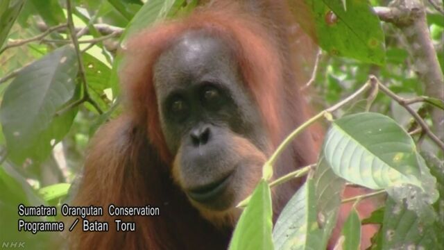 インドネシアで新しい種類のオランウータンが見つかる