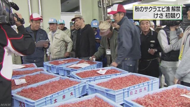 静岡県でサクラエビの秋の漁が始まる