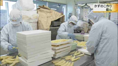 北海道の函館 正月に食べる「かずのこ」をたくさん作る
