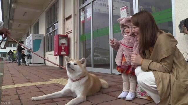 来年は「いぬ」の年 年賀状に使うため秋田犬の写真を撮る