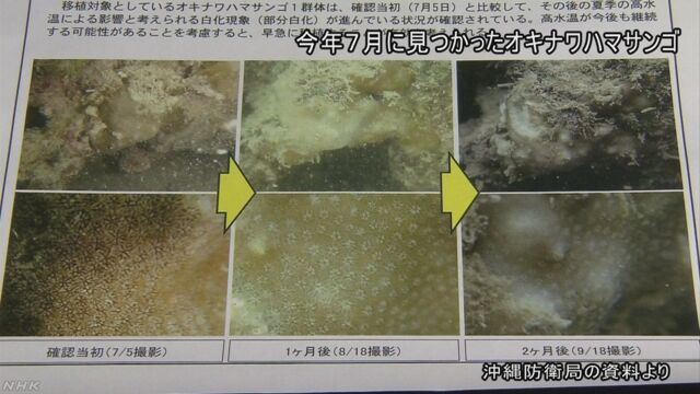 沖縄県 埋める予定の辺野古の海で珍しいサンゴが見つかる