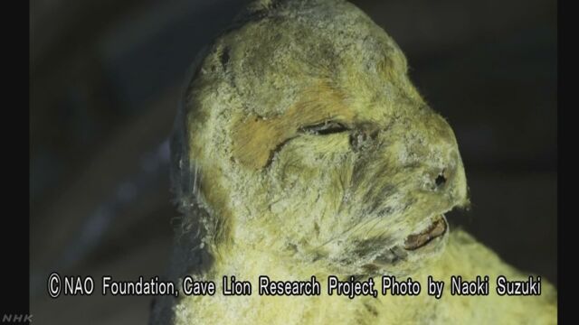 凍った土の中から1万年前にいなくなった動物が見つかる