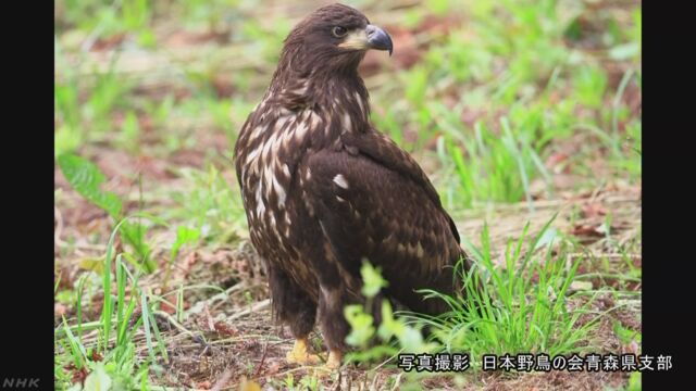 オジロワシ 北海道以外でも子どもを育てていた