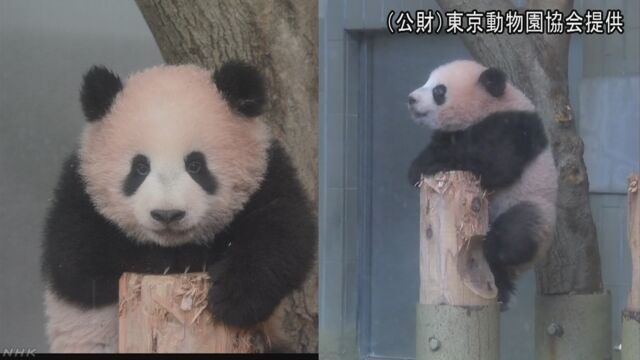 上野動物園のパンダのシャンシャンが10kg以上になる