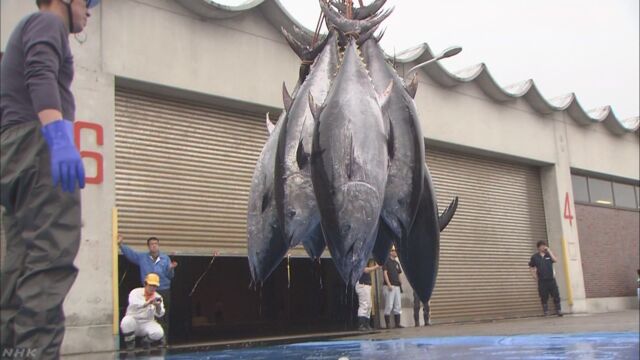 大西洋のクロマグロ 来年は今年より多く取ってもいい