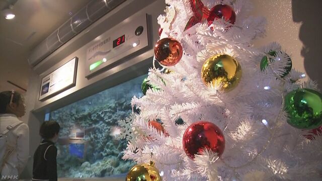 「デンキウナギ」の電気でクリスマスツリーが光る