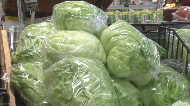 レタスの値段がいつもの年の1.7倍 大根と白菜も高い