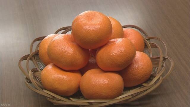みかんの値段が去年より30%高くなる
