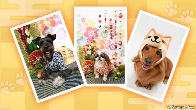 来年は「いぬ」の年 ペットの犬をみんなに見てほしい