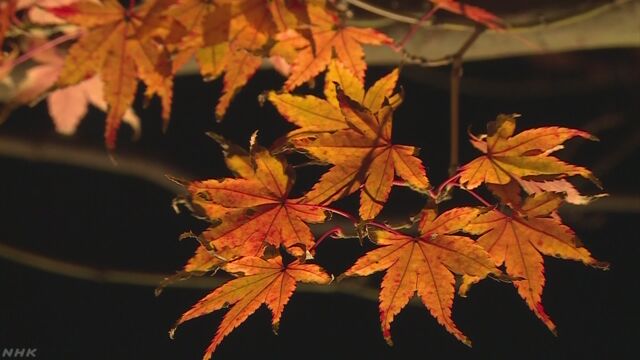 鎌倉の長谷寺 夕方になるとライトをつけて紅葉を楽しむ