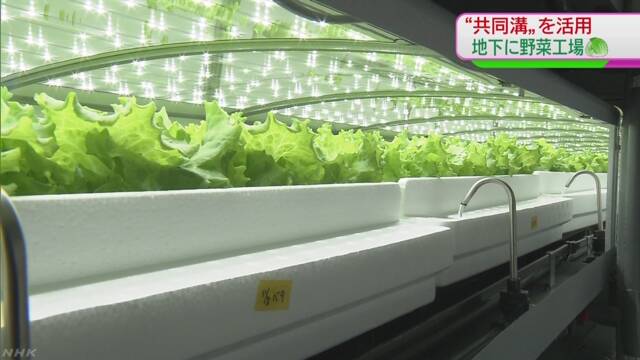 千葉県 地下に自動で野菜を育てる工場ができる