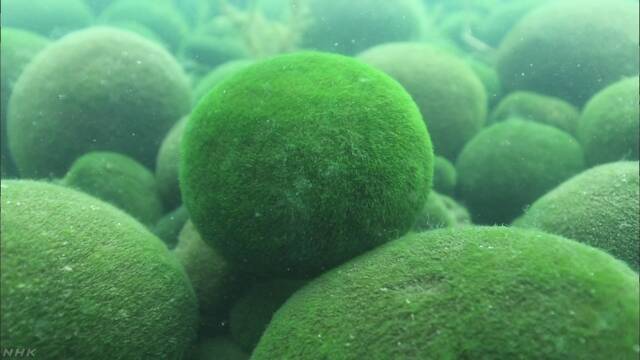 北海道の阿寒湖 マリモを見るツアーを始める計画