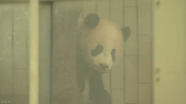 上野動物園 パンダの赤ちゃんを見ることができるようになる