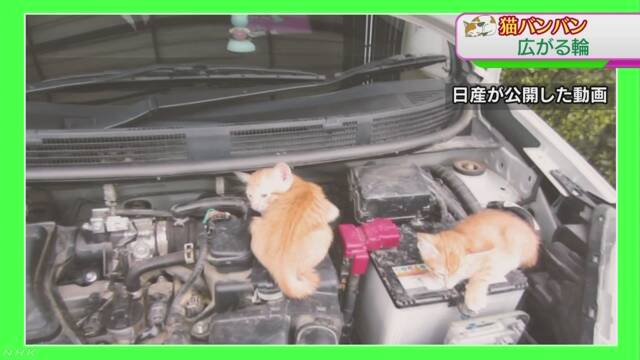 猫と車の安全を守るために「猫バンバン」をしてほしい