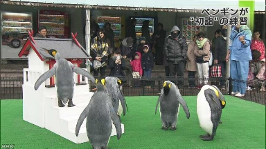 水族館のペンギンが神社にお参りする練習を始める