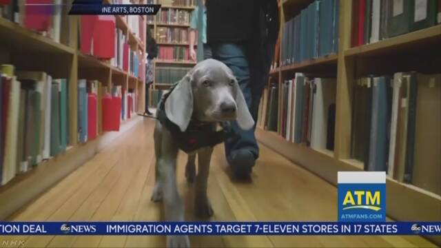 アメリカのボストン美術館が犬を職員にする