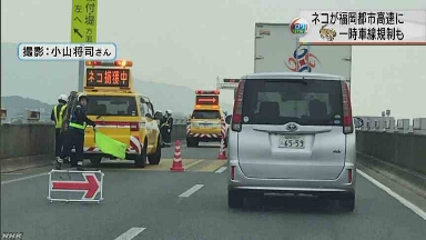 高速道路で「ネコ捕獲中」 車が通ることができなくなる