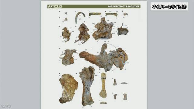 エジプトで新しい種類の恐竜の化石が見つかる