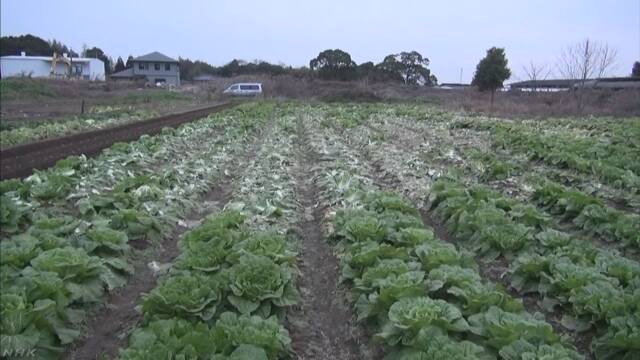 値段が高くなっている白菜が畑から約500個盗まれる