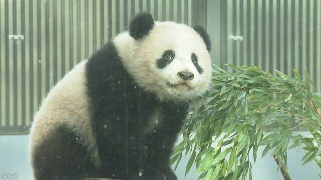 パンダのシャンシャン 並んだ順番で見ることができる