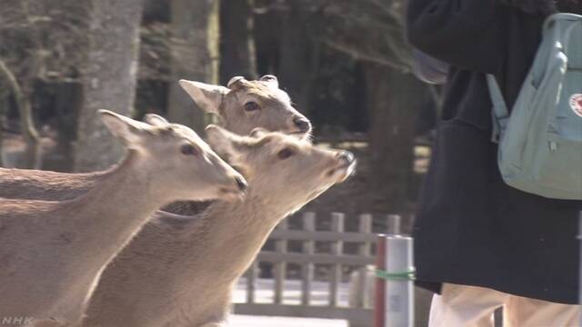 奈良公園 鹿にかまれてけがをした人が増える