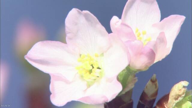 今年桜が咲く日の予想 「いつもの年とほとんど同じ」