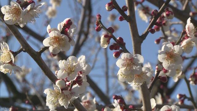神奈川県小田原市で「梅まつり」 梅の花がきれいに咲く