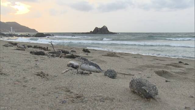 福岡県の海岸で魚がたくさん死んでいた 寒さが原因か