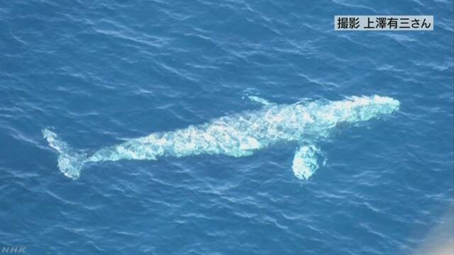 日本の近くの海で珍しいコククジラが泳いでいた