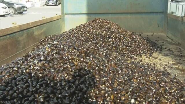 アメリカ軍がタンクを落とした湖 シジミを捨てる