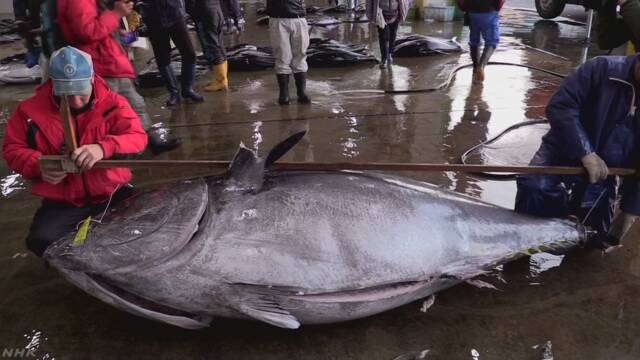 和歌山県の勝浦漁港 とても大きな450kgのマグロ