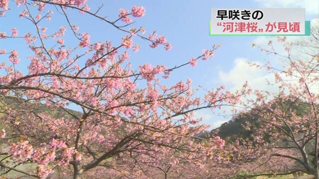 千葉県鋸南町の「河津桜」がきれいに咲く
