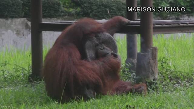 動物園に来た人がたばこを投げてオランウータンが吸う