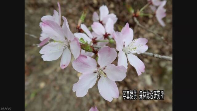 紀伊半島で新しい野生の桜が見つかる