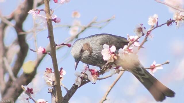 暖かい日が続いて桜が咲く日が早くなりそう