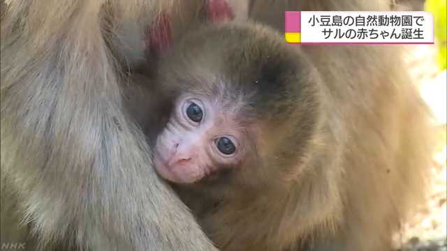 香川県の小豆島 猿の赤ちゃんが生まれる季節