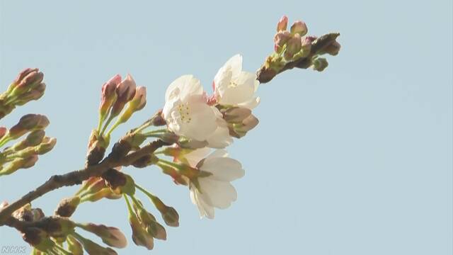 東京でいつもの年より9日早く桜が咲き始める