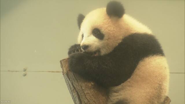 上野動物園 5月の連休はシャンシャンを見る抽選がある
