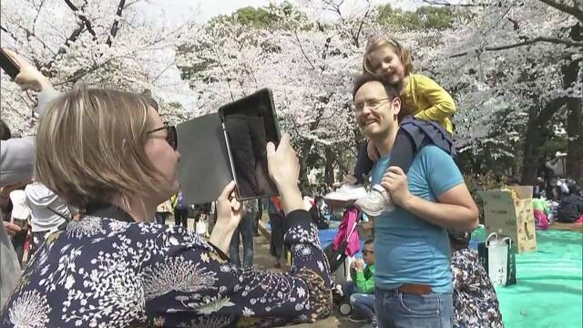 桜の季節 外国人も花見を楽しむ