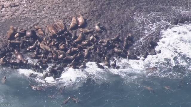 2000頭以上のトドが北海道の島に集まる