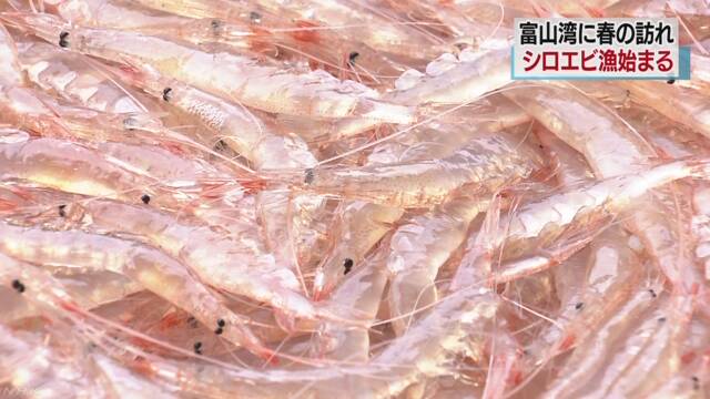 富山湾でシロエビの漁が始まる