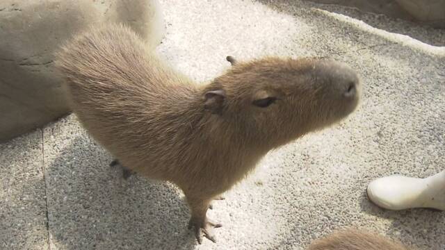 雌だと思っていたカピバラは雄だった