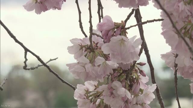 アメリカのワシントンで東京からもらった桜の花が咲く